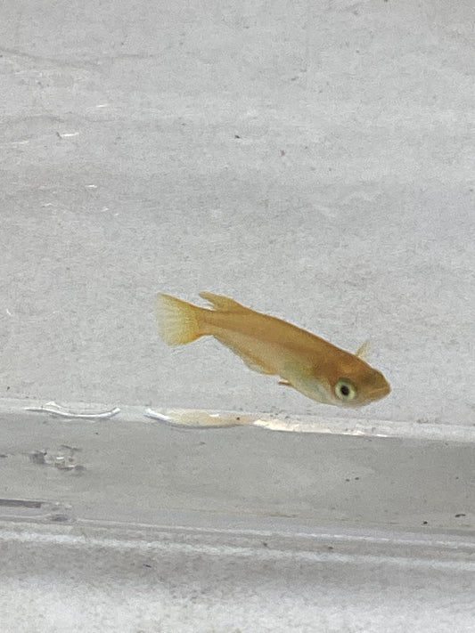 ヒメダカ