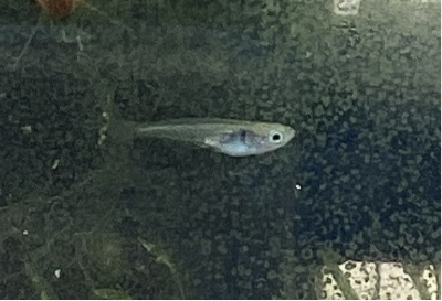 白姫　稚魚