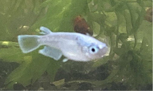 エメキン　ペア