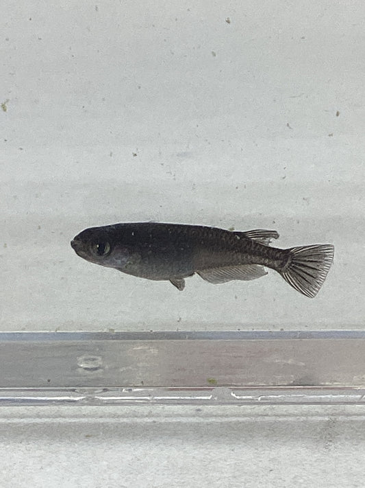 オロチ　稚魚大