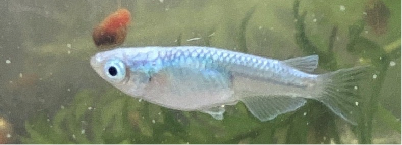 みゆき　稚魚
