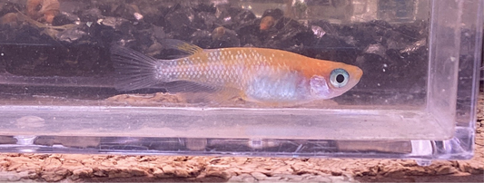 王華　ペア